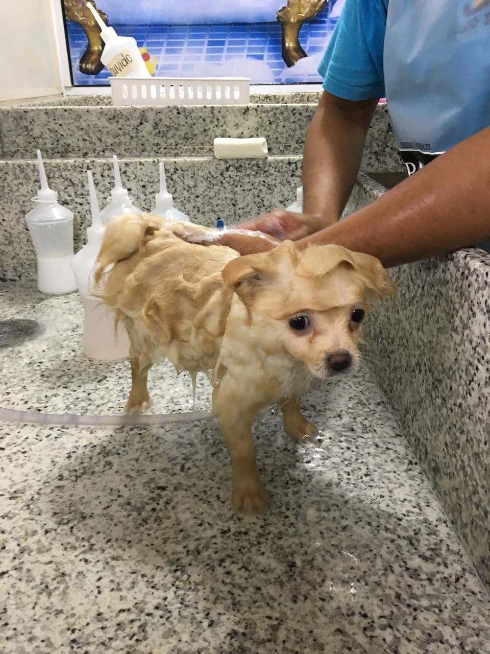 Imagem ilustrativa de Banho e tosa