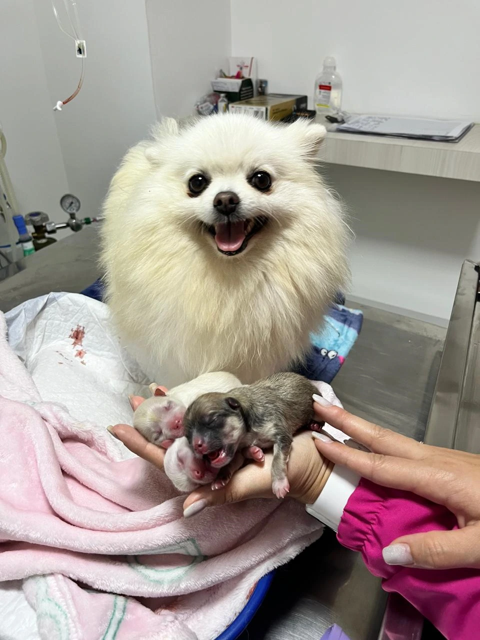 Cesariana veterinária