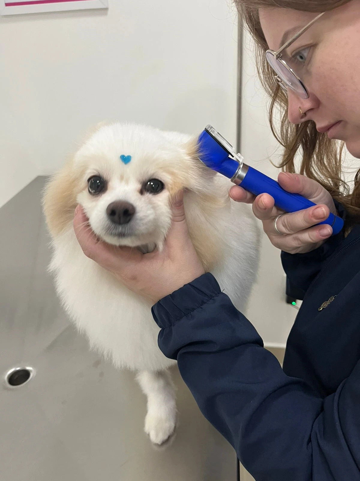 Clínica veterinária próximo a mim