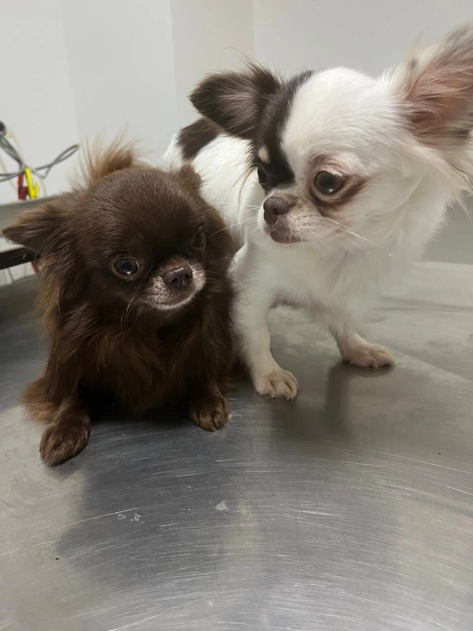 Inseminação artificial em cães