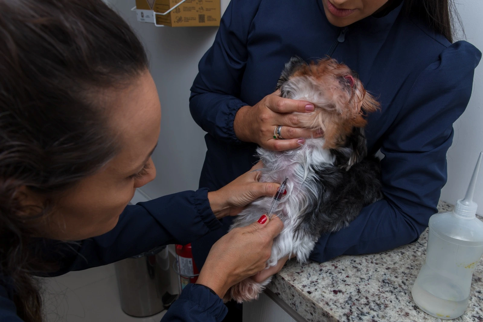Sorologia antirábica em cachorro