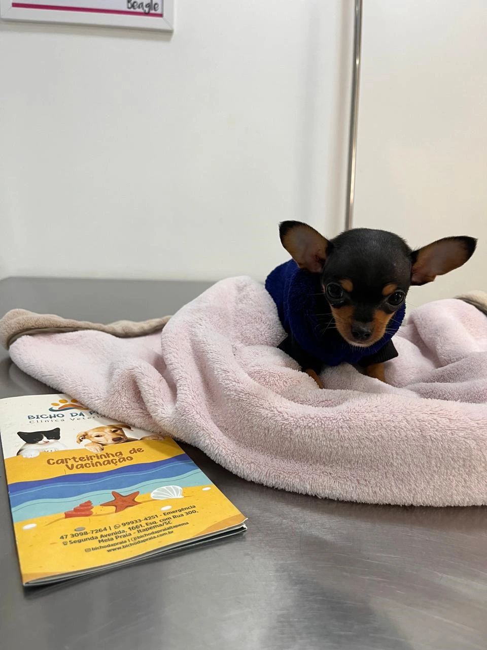 Imagem ilustrativa de Vacina para cachorro filhote v10 preço