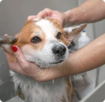 Estética Animal